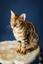 Bengalcat kitten brown spotted Royalty Free Stock Photo