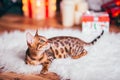 Bengalcat kitten brown spotted Royalty Free Stock Photo