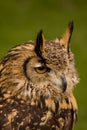 Bengalese Eagle Owl