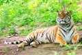 Bengalese Male Tiger Royalty Free Stock Photo
