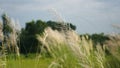 Bengali: Kashful. Common name: Wild sugarcane. Botanical name: Saccharum spontaneum. Kans Grass, locally known as Kashful are seen Royalty Free Stock Photo