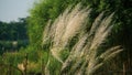Bengali: Kashful. Common name: Wild sugarcane. Botanical name: Saccharum spontaneum. Kans Grass, locally known as Kashful are seen Royalty Free Stock Photo