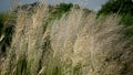 Bengali: Kashful. Common name: Wild sugarcane. Botanical name: Saccharum spontaneum. Kans grass is a perennial grass native to the Royalty Free Stock Photo