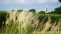 Bengali: Kashful. Common name: Wild sugarcane. Botanical name: Saccharum spontaneum. Kans grass is a perennial grass native to the Royalty Free Stock Photo