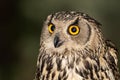 Owl portrait of the Bengali breed