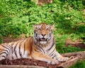 Bengali tiger looking at the camera