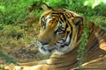 Bengali tiger lying under a tree close-up captured at Ridiyagama safari Sri Lanka. Royalty Free Stock Photo