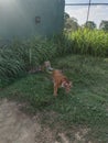 Bengali Tiger in Ridiyagama safari park Sri Lank