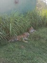 Bengali Tiger in Ridiyagama safari park Sri Lank