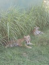 Bengali Tiger in Ridiyagama safari park Sri Lank Royalty Free Stock Photo