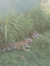 Bengali Tiger in Ridiyagama safari park Sri Lank