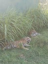 Bengali Tiger in Ridiyagama safari park Sri Lank Royalty Free Stock Photo