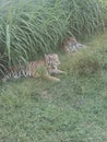 Bengali Tiger in Ridiyagama safari park Sri Lank Royalty Free Stock Photo