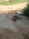 Bengali Tiger in Ridiyagama safari park Sri Lank Royalty Free Stock Photo