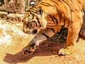 Bengali Tiger Royalty Free Stock Photo