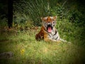 Bengali Tiger yawning showing tongue in jungle Royalty Free Stock Photo