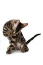 Young bengal kitten licks its paw Royalty Free Stock Photo