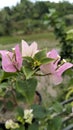 Bengawan Solo Bougenvillea blooming in the garden Royalty Free Stock Photo