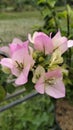Bengawan Solo Bougenvillea blooming in the garden Royalty Free Stock Photo