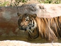 Bengel Tiger Royalty Free Stock Photo