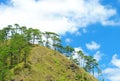 Benguet Mountain with Pine Trees Royalty Free Stock Photo