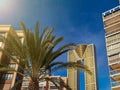 Benidorm skyscrapers and palm tree close-up, business card of the city, Spain