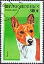 BENIN - CIRCA 1997: A stamp printed in Benin from the `Dogs` issue shows a Basenji, circa 1997.