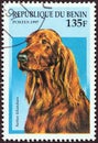 BENIN - CIRCA 1997: A stamp printed in Benin from the `Dogs` issue shows an Irish Setter, circa 1997.