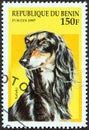 BENIN - CIRCA 1997: A stamp printed in Benin from the `Dogs` issue shows a Saluki, circa 1997.