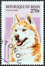BENIN - CIRCA 1997: A stamp printed in Benin from the `Dogs` issue shows a Siberian Husky, circa 1997.