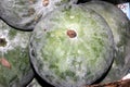 Benincasa hispida, Ash gourd, White gourd, Winter gourd