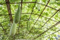 Benincasa hispida growing on bamboo strcuture green house Royalty Free Stock Photo