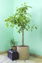 Benjamin ficus; dracaena and chest in living room