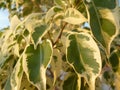 Leaves of the ficus of Benjamin. close-up. Royalty Free Stock Photo