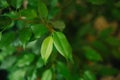 Benjamin`s Ficus. Green leaves close-up. Houseplant