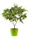 benjamin\'s ficus houseplant with variegated leaves in a white planter