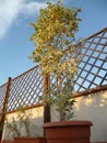 Benjamin ficus tree in growing on a terrace Royalty Free Stock Photo