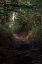 Bennachie forest hiking trail, Scotland