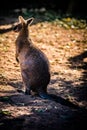Bennet kangaroo - Wallabia rufogrisea Royalty Free Stock Photo