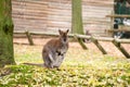 Bennet`s wallaby Macropus rufogriseus, medium-sized diprotodont marsupial Royalty Free Stock Photo