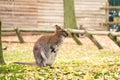 Bennet`s wallaby Macropus rufogriseus sized diprotodont marsupial of the Macropodidae family Royalty Free Stock Photo