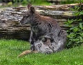 Bennet wallaby female and her kid 1 Royalty Free Stock Photo
