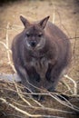 Bennet Wallaby (Macropus rufogrisens Royalty Free Stock Photo