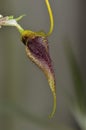 Bennett's Masdevallia Orchid