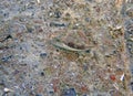 Bennett\'s Sharpnose Pufferfish - Canthigaster bennetti
