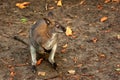 Bennett's tree-kangaroo ( Dendrolagus bennettianus )