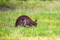 Bennett`s tree-kangaroo or Dendrolagus bennettianus in captivity