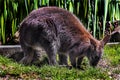 Bennett`s wallaby grazing on the lawn 3