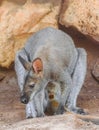 Bennett`s wallaby ,Macropus rufogriseus