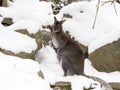 Bennett`s wallaby, Macropus rufogriseus is surprised by snow